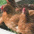 Home Garden Chicken Hexagonal Wire Mesh Netting Fence